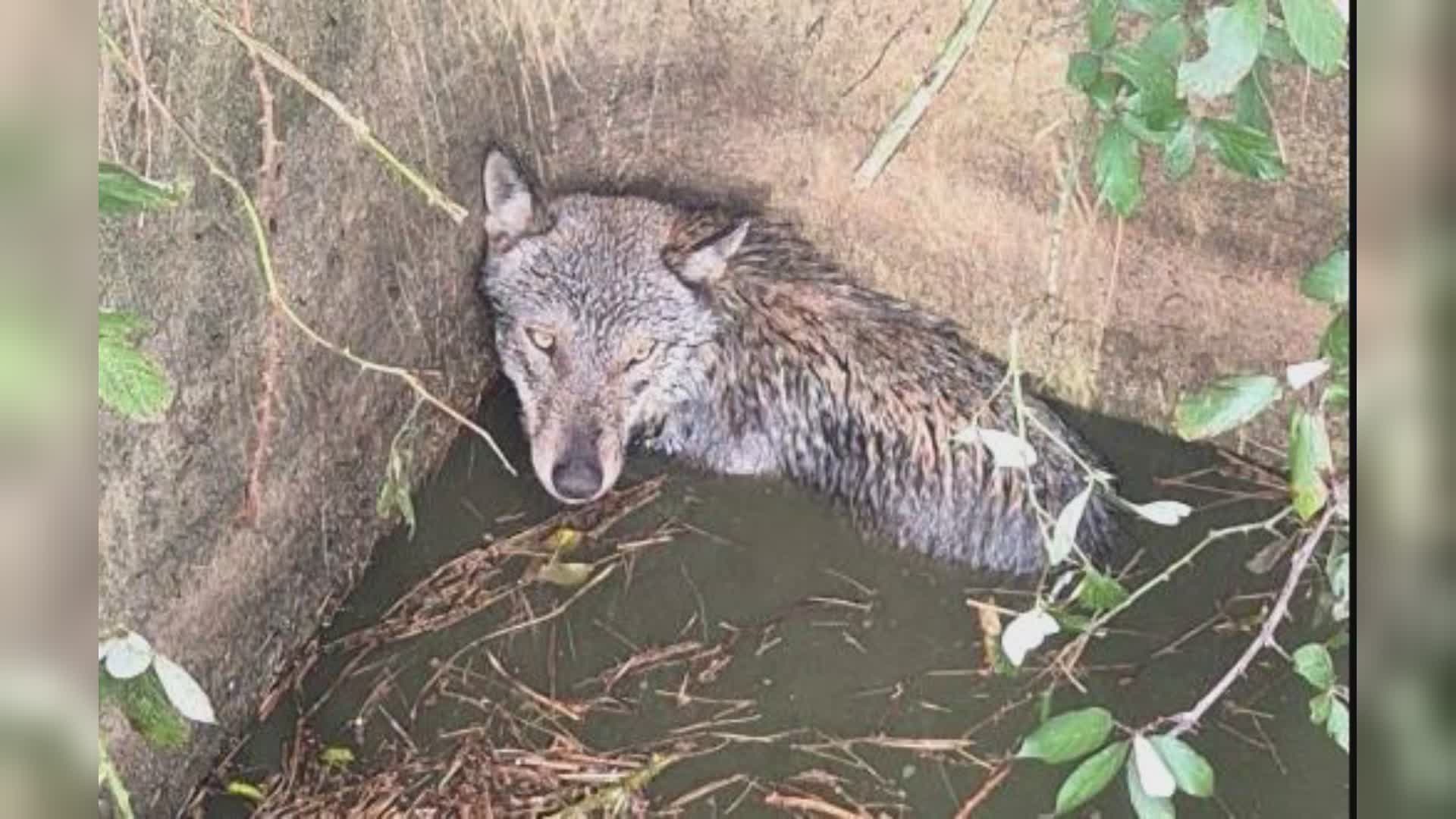 Lupo cade in una cisterna a Crevari: salvato dai Vigili del Fuoco e rimesso in libertà