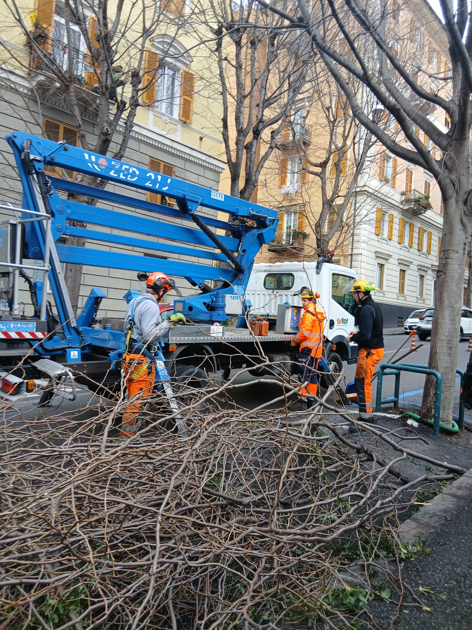 Genova, iniziata la potatura degli alberi in via G.B. D'Albertis