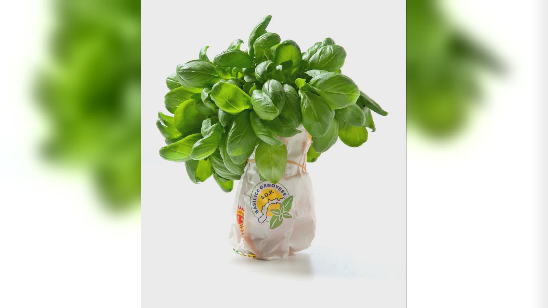 Basilico Genovese DOP: innovazione, ricerca e formazione per una filiera sostenibile e condivisa