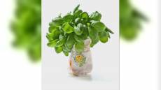 Basilico Genovese DOP: innovazione, ricerca e formazione per una filiera sostenibile e condivisa