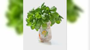 Basilico Genovese DOP: innovazione, ricerca e formazione per una filiera sostenibile e condivisa