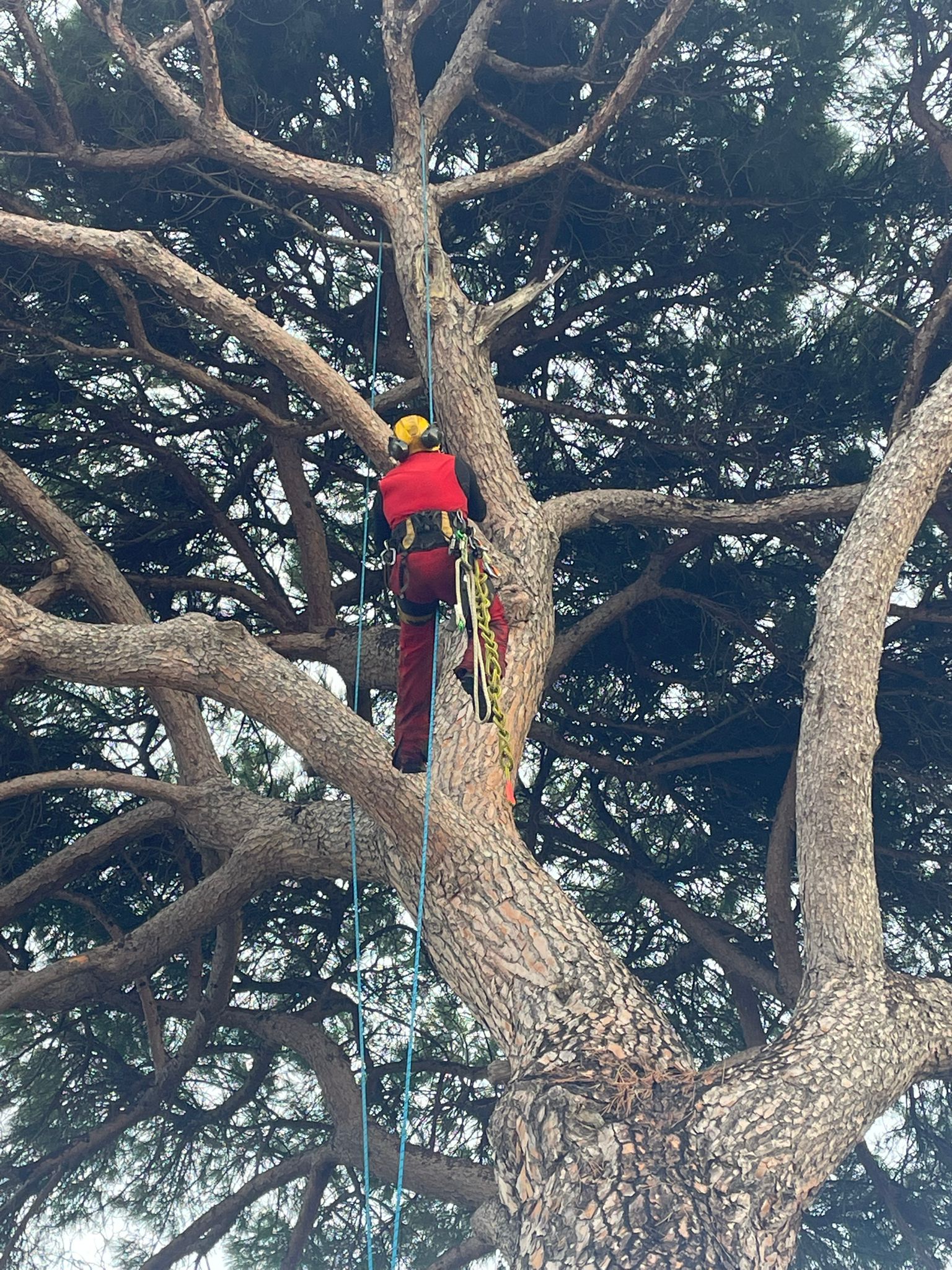Nervi, iniziate le operazioni per l'abbattimento del pino marittimo sulla passeggiata "Anita Garibaldi"