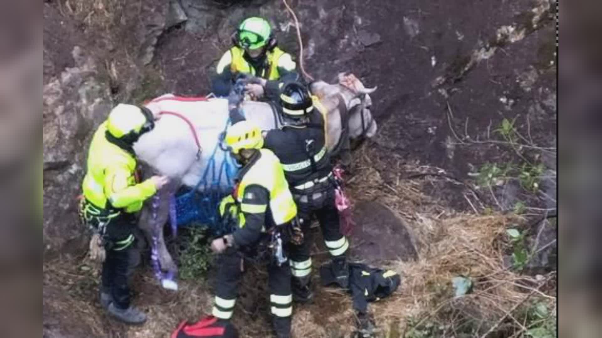Imperia: mucca Margherita cade in una gola, salvata dai Vigili del Fuoco con l'elicottero