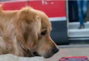 Liguria, boom di imprese artigiane per animali da compagnia