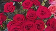 San Valentino quanto mi costi, rose rosse a sei euro l'una