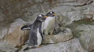San Valentino all'Acquario di Genova: il corteggiamento dei pinguini