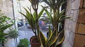 Dracena e Spatifillo: le piante che aiutano a ridurre lo smog in casa