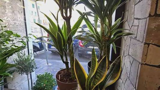 Dracena e Spatifillo: le piante che aiutano a ridurre lo smog in casa