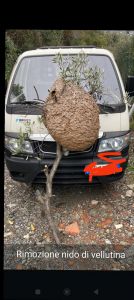 L'invasione delle vespe con nidi da record: i casi di Bargagli e del Monte di Portofino 