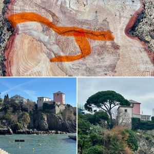 Completate le operazioni di abbattimento del pino di Nervi