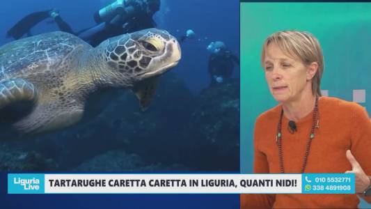 Liguria,tartarughe Caretta Caretta, exploit di nidificazioni: come 'accudire' le uova e rispettare la magia della vita che nasce