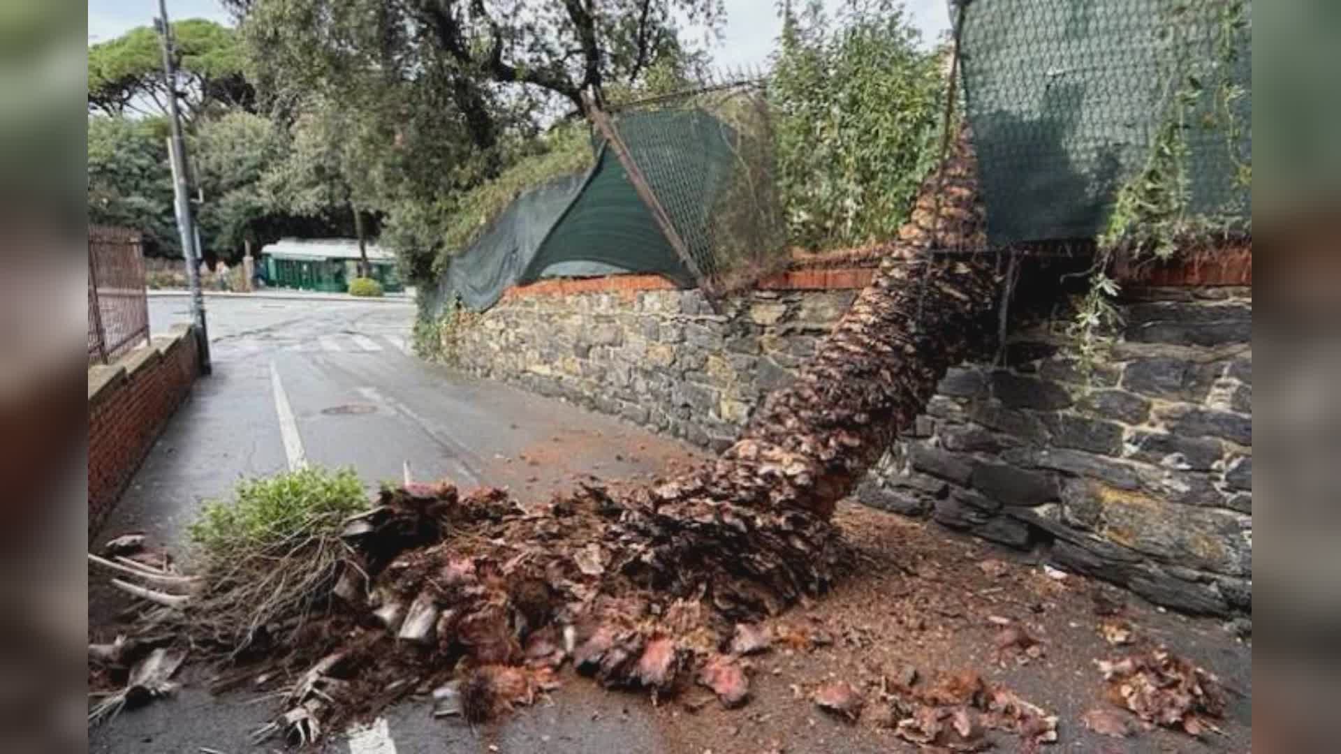 Genova: crolla un'altra palma a Nervi in parco villa disabitata su largo Da Ros