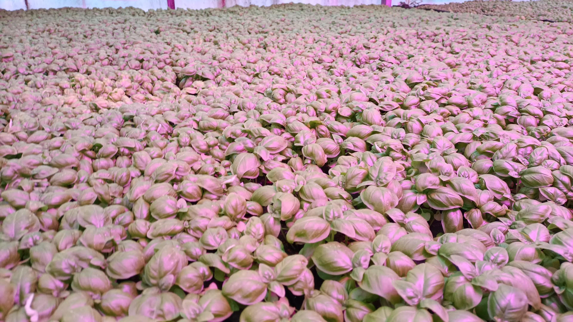Benvenuti in Liguria a Cogoleto tra basilico speciale e le "certificate" origini di Cristoforo Colombo