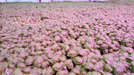 Benvenuti in Liguria a Cogoleto tra basilico speciale e le "certificate" origini di Cristoforo Colombo