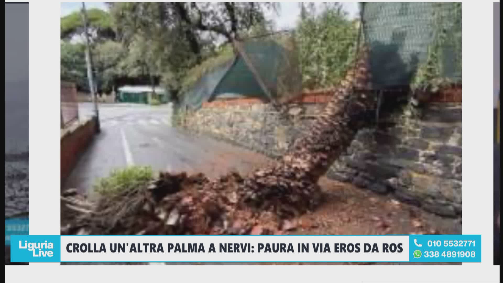Genova Nervi, allarme palme, presidente municipio Bogliolo: "Prendere in esame esproprio aree incustodite fonti di pericolo"