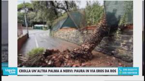 Genova Nervi, allarme palme, presidente municipio Bogliolo: "Prendere in esame esproprio aree incustodite fonti di pericolo"