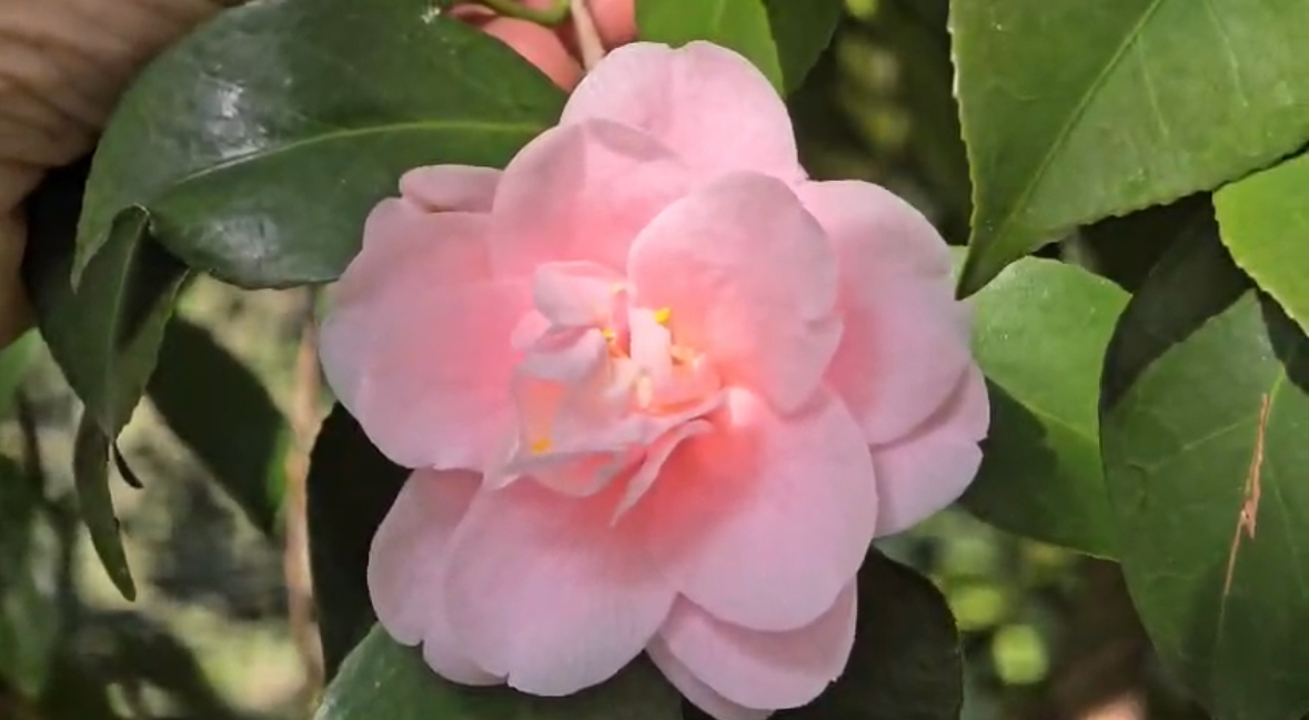 Pegli in fiore: le camelie di Villa Durazzo Pallavicini annunciano la primavera