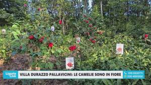 Genova, a Pegli sbocciano le camelie: a Villa Durazzo Pallavicini la fioritura annuncia la primavera