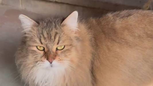 Genova, gatto dispettoso apre rubinetto: danni a magazzino e appartamento