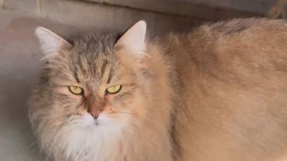 Genova, gatto dispettoso apre rubinetto: danni a magazzino e appartamento