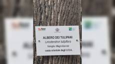 Genova, nasce il percorso "Monumenti verdi": 25 alberi raccontano la città