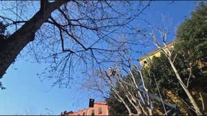 Sestri Ponente, al via la potatura in via Soliman: intervento dopo le segnalazioni