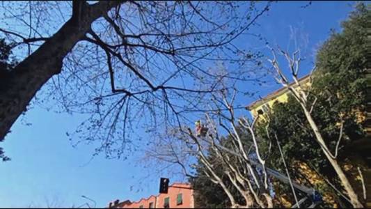 Sestri Ponente, al via la potatura in via Soliman: intervento dopo le segnalazioni