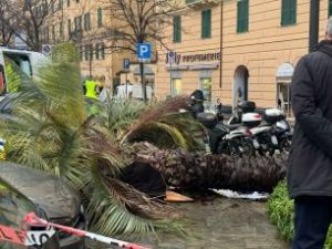 Palma caduta in piazza Paolo Da Novi: secondo la consulente del pm, la tragedia si poteva evitare