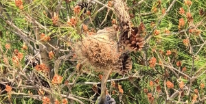 Sturla, i residenti di via Orlando chiedono sicurezza: tra alberi infestati da processionarie e ringhiere pericolanti