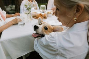 Genova: nasce l’Hospitality Dog, villaggio per cani vicino al San Martino che aiuta gli anziani a curarsi senza separarsi dai loro animali