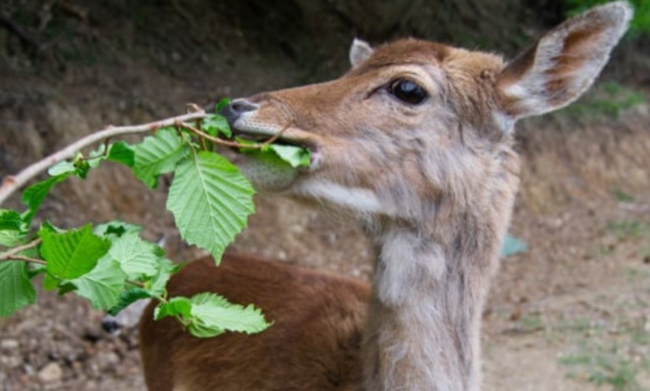 Tovo San Giacomo, liberato il daino rimasto intrappolato a Pasqua
