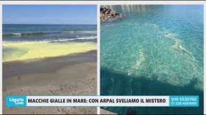 Macchie gialle in mare? Arpal rassicura: “Sono solo pollini”