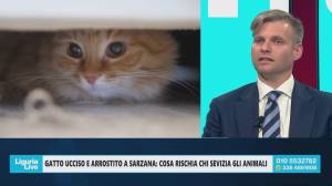 Gatto ucciso e arrostito a Sarzana: quali sono le conseguenze penali dei maltrattamenti su animali
