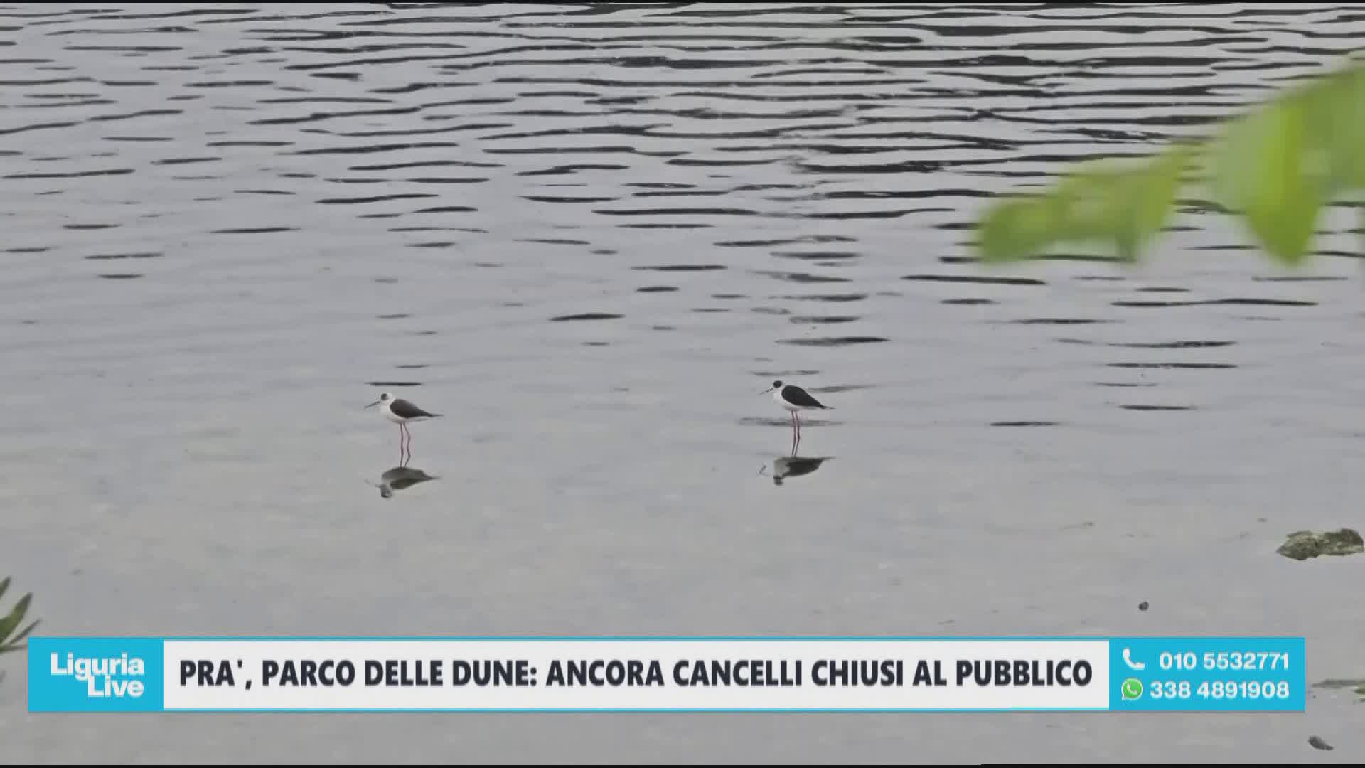 Uccelli migratori a Pra’, coppia di Cavalieri d’Italia incanta la foce del Branega