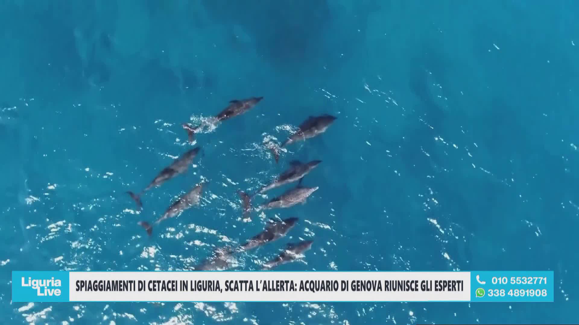 Liguria, cetacei spiaggiati, Pussini: “Non è emergenza, ma sulle cause umane serve più attenzione”