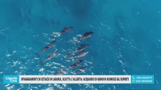 Liguria, cetacei spiaggiati, Pussini: “Non è emergenza, ma sulle cause umane serve più attenzione”