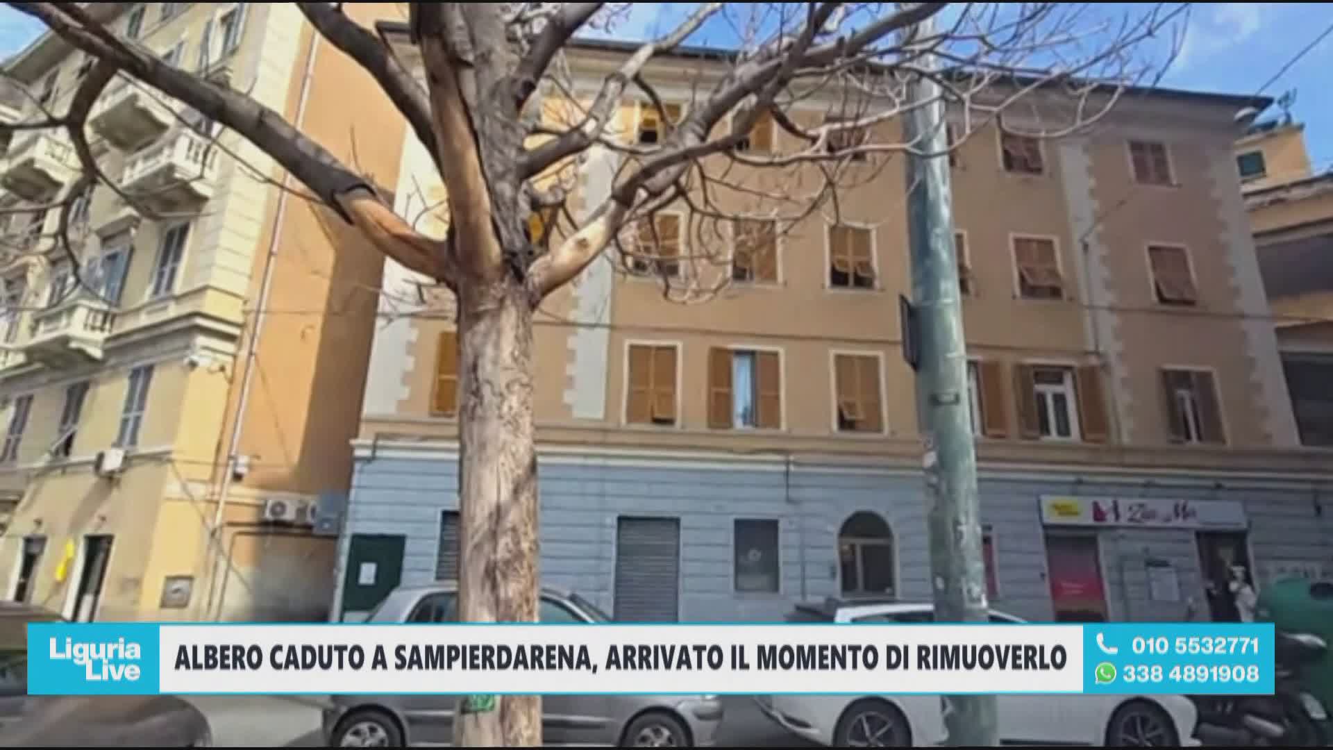 Albero morto e pericoloso a Sampierdarena: residenti chiedono la sostituzione