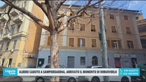 Albero morto e pericoloso a Sampierdarena: residenti chiedono la sostituzione