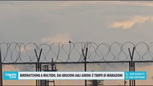 Birdwatching a Genova: migrazioni spettacolari e specie rare a Multedo