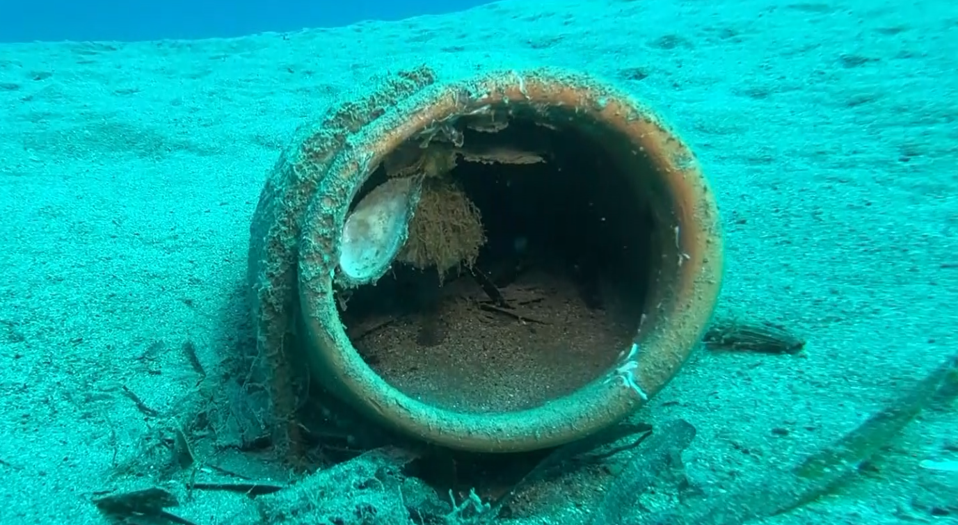 Il “Giardino dei Polpi” a Sturla dà i primi risultati, Puzone (Underwater Dome): “Segnali concreti di ripopolamento”