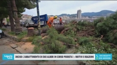 Iniziato l'abbattimento dei due alberi in corso Podestà
