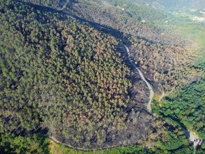 Forest EcoValue: in Valle Tanaro il bosco diventa risorsa economica sostenibile