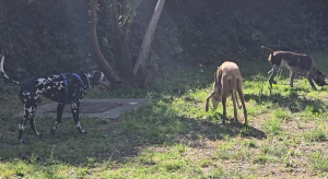 Quarto Alto, inaugurata la nuova area cani “Scodinzolandia”: spazio riqualificato grazie ai volontari