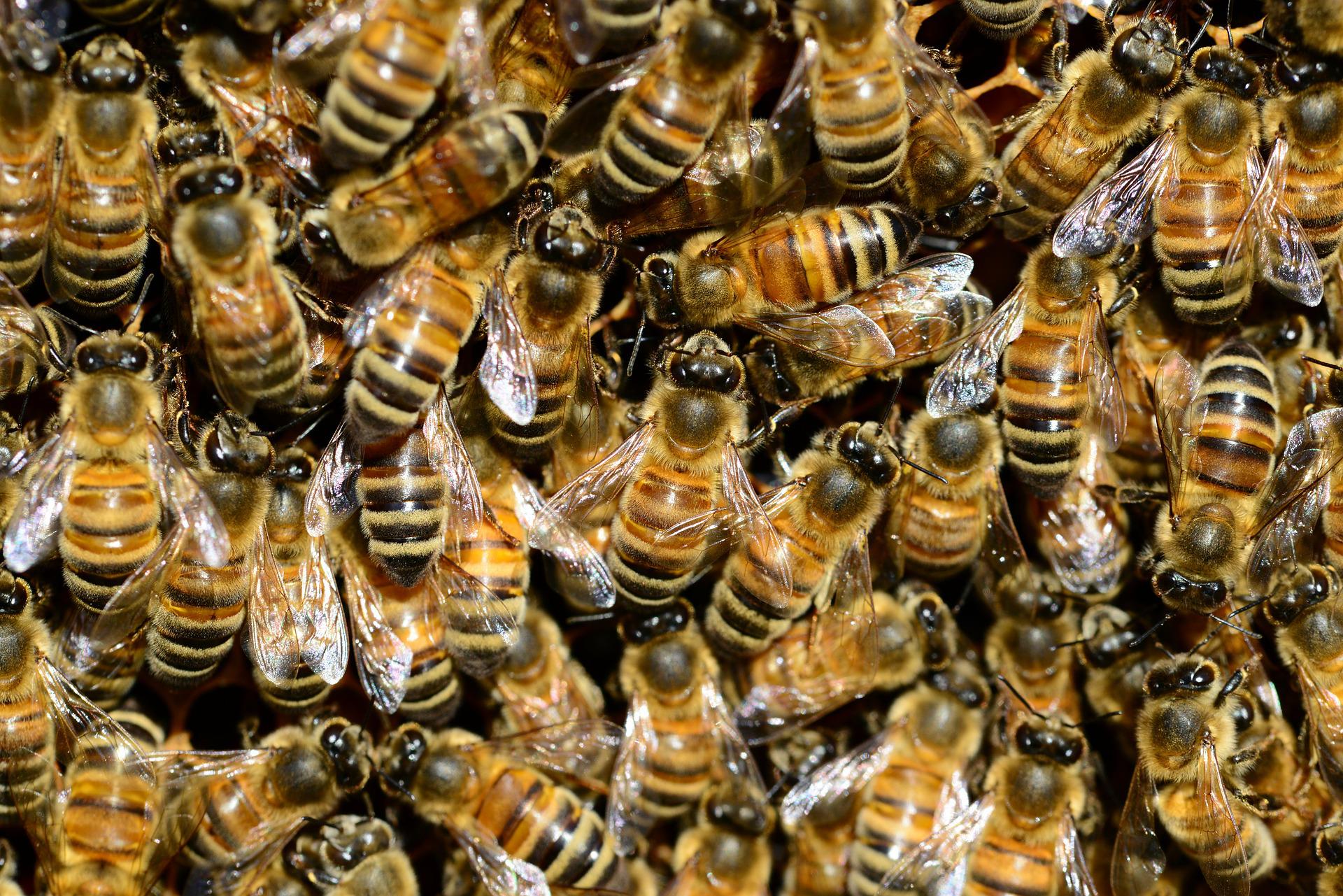 Nella Gdo si punta sulla biodiversità: scuole e api al centro del progetto sostenibile