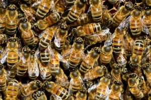 Nella Gdo si punta sulla biodiversità: scuole e api al centro del progetto sostenibile