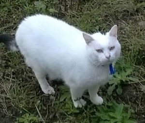 Liguria verso il microchip obbligatorio per i gatti: ok unanime del Consiglio regionale