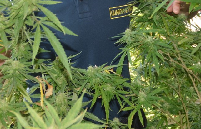 Genova, tre chili di marijuana nascosti nella schiuma espansa: sequestro della Guardia di Finanza