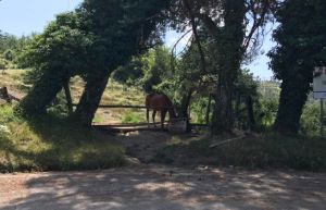 Italia sempre più verde: le foreste superano i 100 mila chilometri quadrati