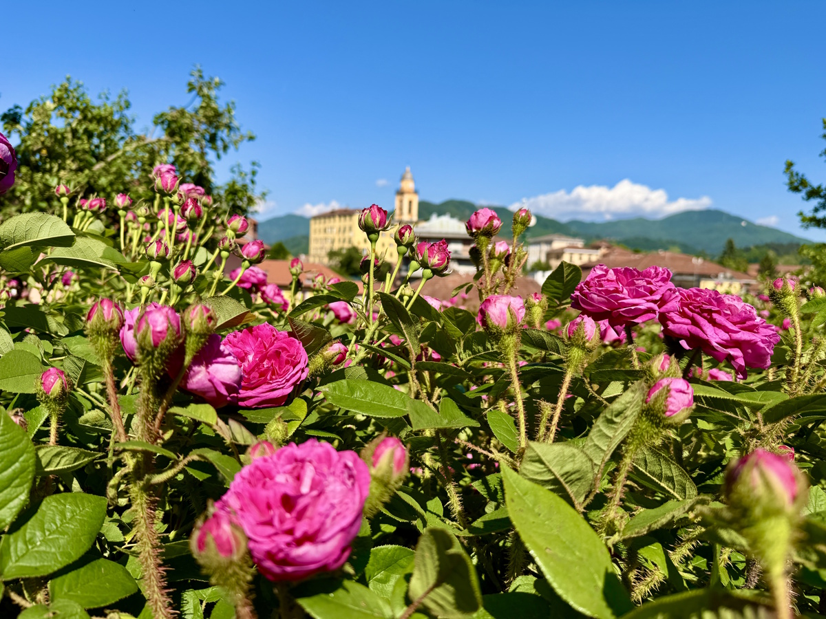 Busalla, torna la 24ª Festa delle Rose: tre giorni tra sapori, cultura e tradizione della Valle Scrivia