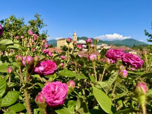 Busalla, torna la 24ª Festa delle Rose: tre giorni tra sapori, cultura e tradizione della Valle Scrivia